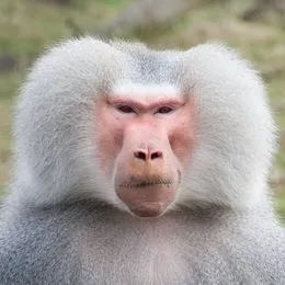 baboon