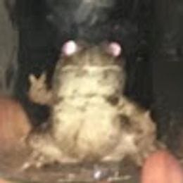 SoldenZ