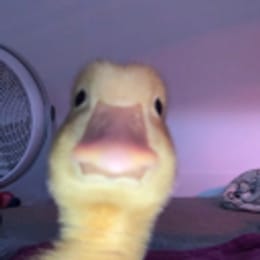 belikwor