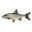 fish0