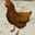 CockyRooster