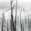 Goatman геноцид