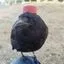 Andrey_Tyshkevich